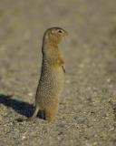 Ground Squirrel, Arctic-072205-Denali Park Road, Denali NP-0356.jpg