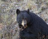 Bear, Black, eating Rosehip-101605-Tower Junction, Yellowstone Natl Park, WY-#0182.jpg