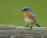 Bluebird, Eastern, Male-042504-Sky Meadows, Delaplane, VA-0079.jpg