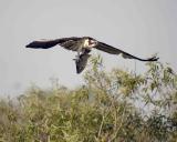 Osprey, with fish-031305-Everglades Natl Park, Anhinga Trail-0155.jpg