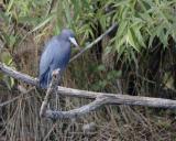 Heron, Little Blue-031105-Everglades Natl Park, Anhinga Trail-0009.jpg
