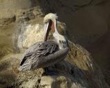 Pelican, Brown-012806-Cliffs, La Jolla, CA-0315.jpg