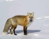 Fox, Red-030506-Trout Lake, Soda Butte Canyon, YNP-0447.jpg