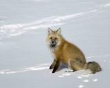 Fox, Red-030506-Trout Lake, Soda Butte Canyon, YNP-0453.jpg