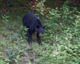 Bear Black-070906-Skyline Drive near Skyland Shenendoah Natl Park-0025.jpg