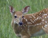 Deer, White-tailed fawn-070406-Shenendoah Natl Park, Big Meadows-0048.jpg