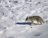 Coyote-021508-Tower Junction, Yellowstone Natl Park-#0201.jpg