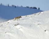 Wolf, Gray, Pup, Druid Pack-021808-Lamar Valley, Yellowstone Natl Park-#0575.jpg