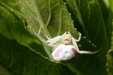IMG_9669 spider Misumena vatia