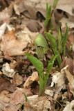 petit precheur - jack in the pulpit