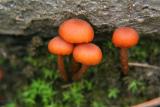 petits champignons orange - possibly Mycena leaiana