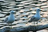 ring-billed seagulls