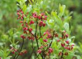 buisson petites fleurs rouges - Huckleberry je crois