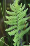 IMG_0150 Thelyptre de New York - New York fern - Thelypteris noveboracensis