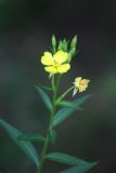 IMG_0508 Onagre du Missouri - Missouri primrose - Oenothera missouriensis