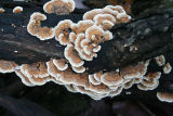 IMG_4231.jpg
