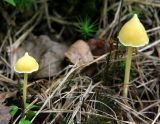 IMG_4596 Mycena sp.jpg