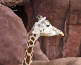Moma Giraffe