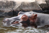 Hippo Heaven