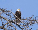 Eagle at Clarksville Mo