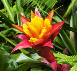 Bromeliad Guzmania