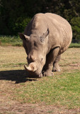 Werribee Open Range Zoo