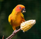 Kuala Lumpur Bird Park