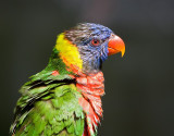 Kuala Lumpur Bird Park