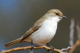 Marico Flycatcher.jpg