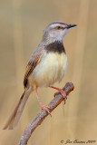 Black chested Prinia.jpg