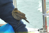 Our Hitchhiker Resting