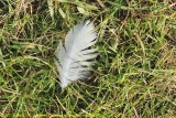 Feather