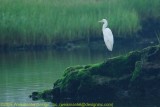Egret Behind the Bridge