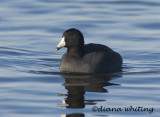 American Coot