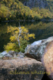 Adirondack Mini Landscape