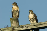Two Red-Tailed Fledglings