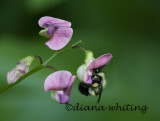 Bee on Bitter Vetch Sweet Peas