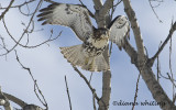 Red Tail Hawk