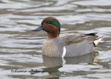 Green -winged Teal 5