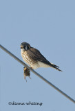 American Kestrel With Mouse