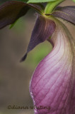  Pink Lady Slipper 2