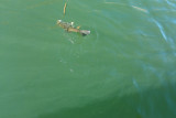 Bass_9.19.10.jpg
