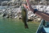 Bass2_9.19.10.jpg
