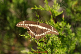 Giant Swallowtail on Ashe Juniper