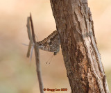 Hackberry Emperor in Sugarberry  aka Sugar Hackberry