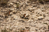 two grasshoppers signalling with rear legs