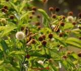 two Giant Swallowtails on Buttonbush