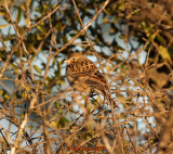 Vesper Sparrow