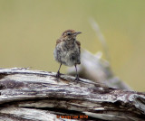 wren