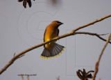Cedar Waxwing  fantail